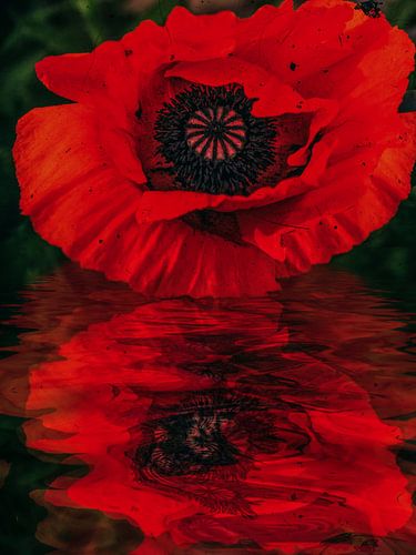 Rode papaver - slapende trek