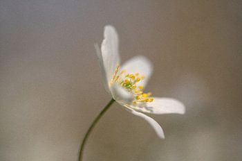 Bosannemoon in zachte achtergrond