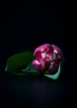 Roze tulp op donkere achtergrond van Maaike Zaal
