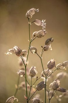 Blaassilene in de ochtend