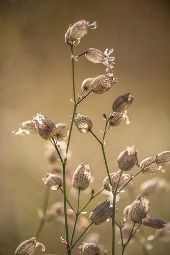 Blaassilene in de ochtend