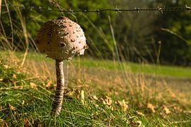 Großer Parasolpilz von gert stasse