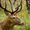 Cerf mâle de la Veluwe – gros plan nature sur Saranda in t Veld Fotografie