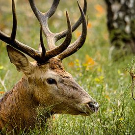 Cerf mâle de la Veluwe – gros plan nature sur Saranda in t Veld Fotografie