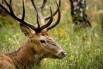 Männlicher Rothirsch Veluwe – Nahaufnahme Natur von Saranda in t Veld Fotografie