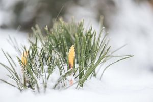 bloemen part 47 van Tania Perneel