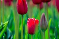 Tulpen