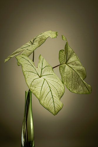 Stilleven Vintage Jaren zestig