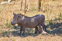 Warthog met kleintjes