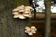 Porzellanpilz in der Buchenallee von Jannieke Miniaturansicht