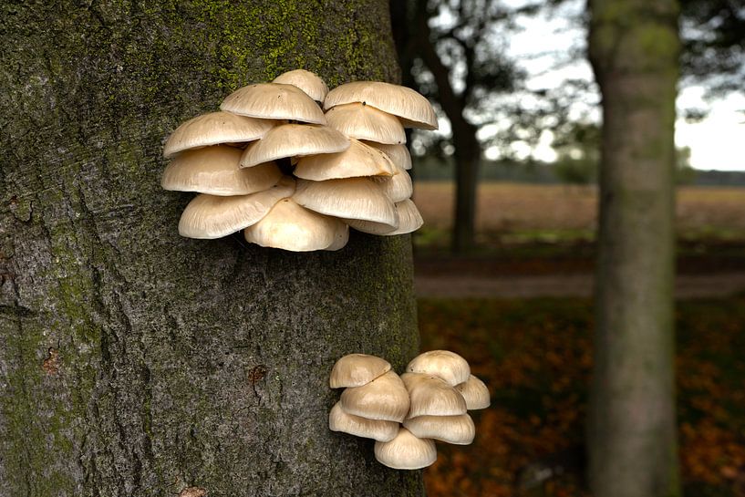 Porzellanpilz in der Buchenallee von Jannieke