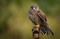 ein Turmfalke