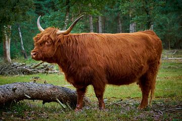 Stoere drachtige Schotse Hooglander koe van Jenco van Zalk