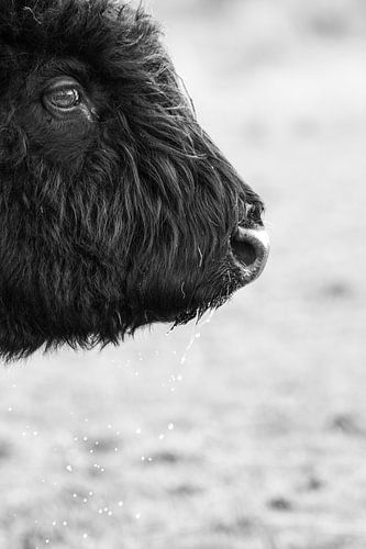 Portrait en noir et blanc d'un Highlander écossais