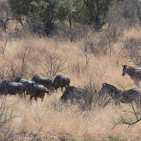 zebra and wildebeest by gj heinhuis