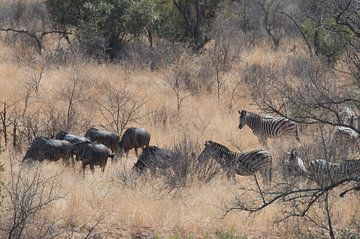 zebra en gnoe van gj heinhuis