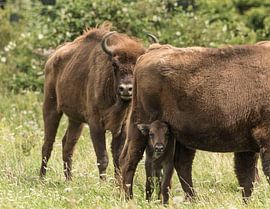 Le veau blanc est curieux sur Ans Bastiaanssen