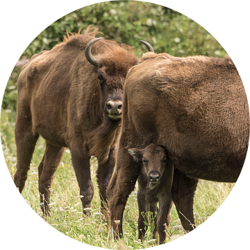 Wisent kalfje is nieuwsgierig
