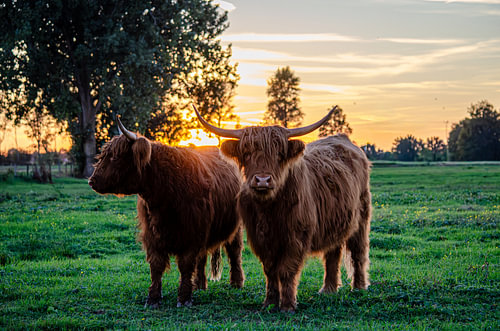 Scottish Highland cattle pair