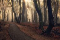 Zonsopkomst met mist in het bos van Richard Nell thumbnail
