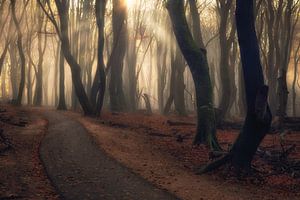 Zonsopkomst met mist in het bos van Richard Nell
