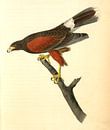 Harris's Buzzard., Audubon, John James, 1785-1851, Harris Buizerd van Liszt Collection thumbnail