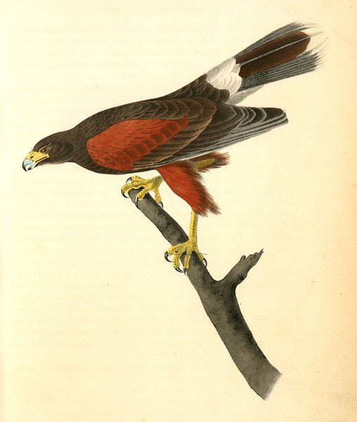 Harris's Buzzard., Audubon, John James, 1785-1851, Harris Buizerd van Liszt Collection