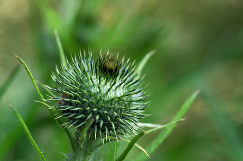 Stachelige Blütenknospe einer Distel vor einem verschwommenen grünen Hintergrund mit Kopierraum, Nah
