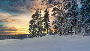 Pasvik Nationalpark — Pasvik-Nationalpark im Winter
