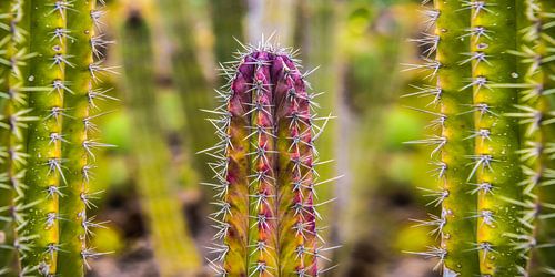 Cactus with multiple gradient colors in panoramic view