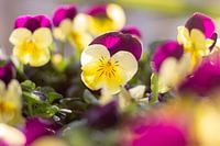 Violets