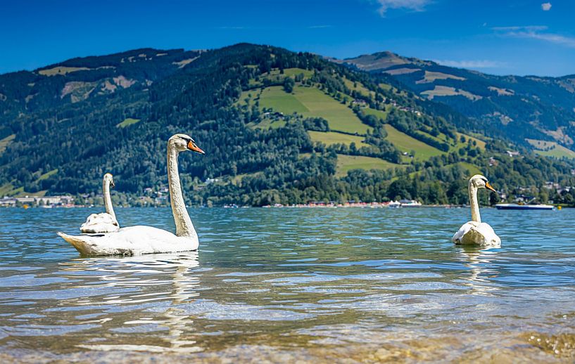 Swans by Martijn Bruins