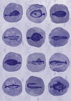 12 Poisson bleu de Delft