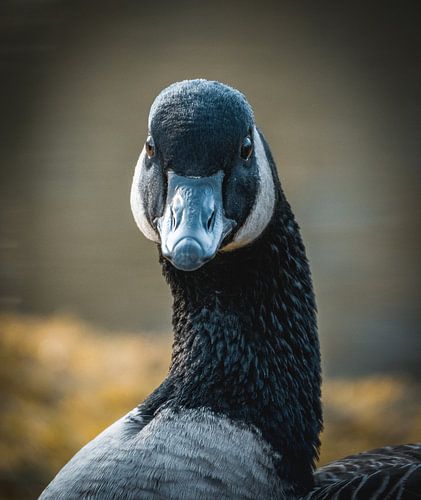Canada goose portrait