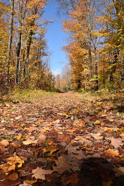 A trail in autumn by Claude Laprise