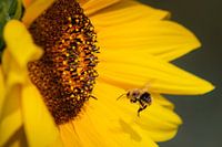Sunflower and bee