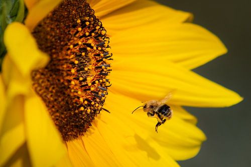 Tournesol et abeille sur Lennart ter Harmsel