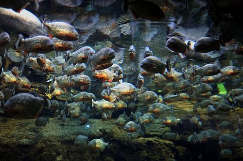 Piranha’s
