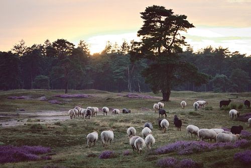Schafe spazieren über die Heide für die Nacht bei Sonnenuntergang.