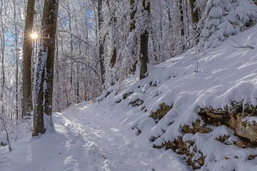 Pad door een besneeuwd bos van Markus Lange