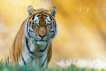 Siberian Tiger by Marcel Kieffer