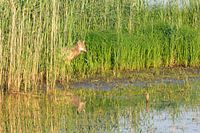 Europese grijze wolf