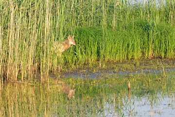 Loup gris européen sur Karin Jähne