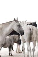Fine art kudde paarden