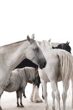 Fine art kudde paarden van Daniëlle Kock