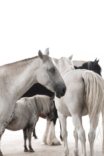Fine art herd of horses