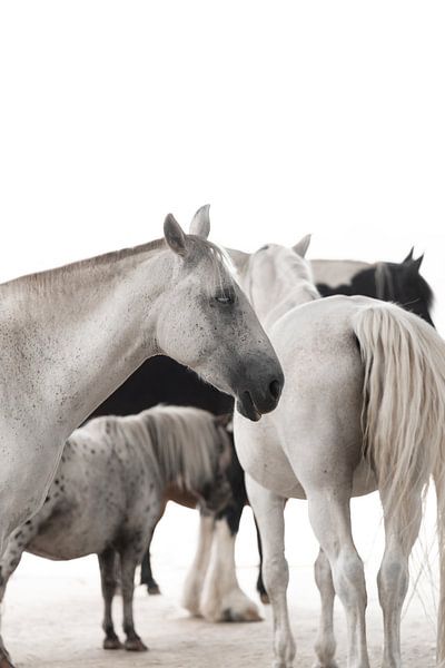 Troupeau de chevaux (Fine Art) par Daniëlle Kock