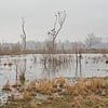 Prairies brumeuses de la réserve naturelle de Bourgoyen, Gand, Belgique sur Kristof Lauwers