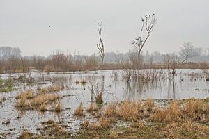 Neblige Wiesen im Naturschutzgebiet Bourgoyen, Gent, Belgien