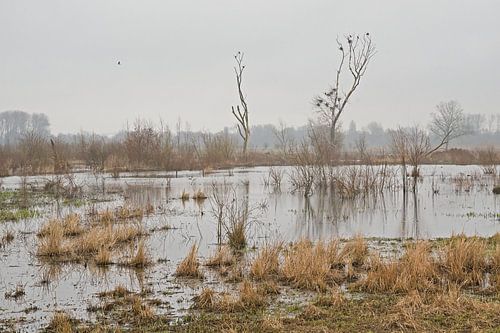 Mistig meersen van het Bourgoyen natuurreservaat, Gent, Belgie